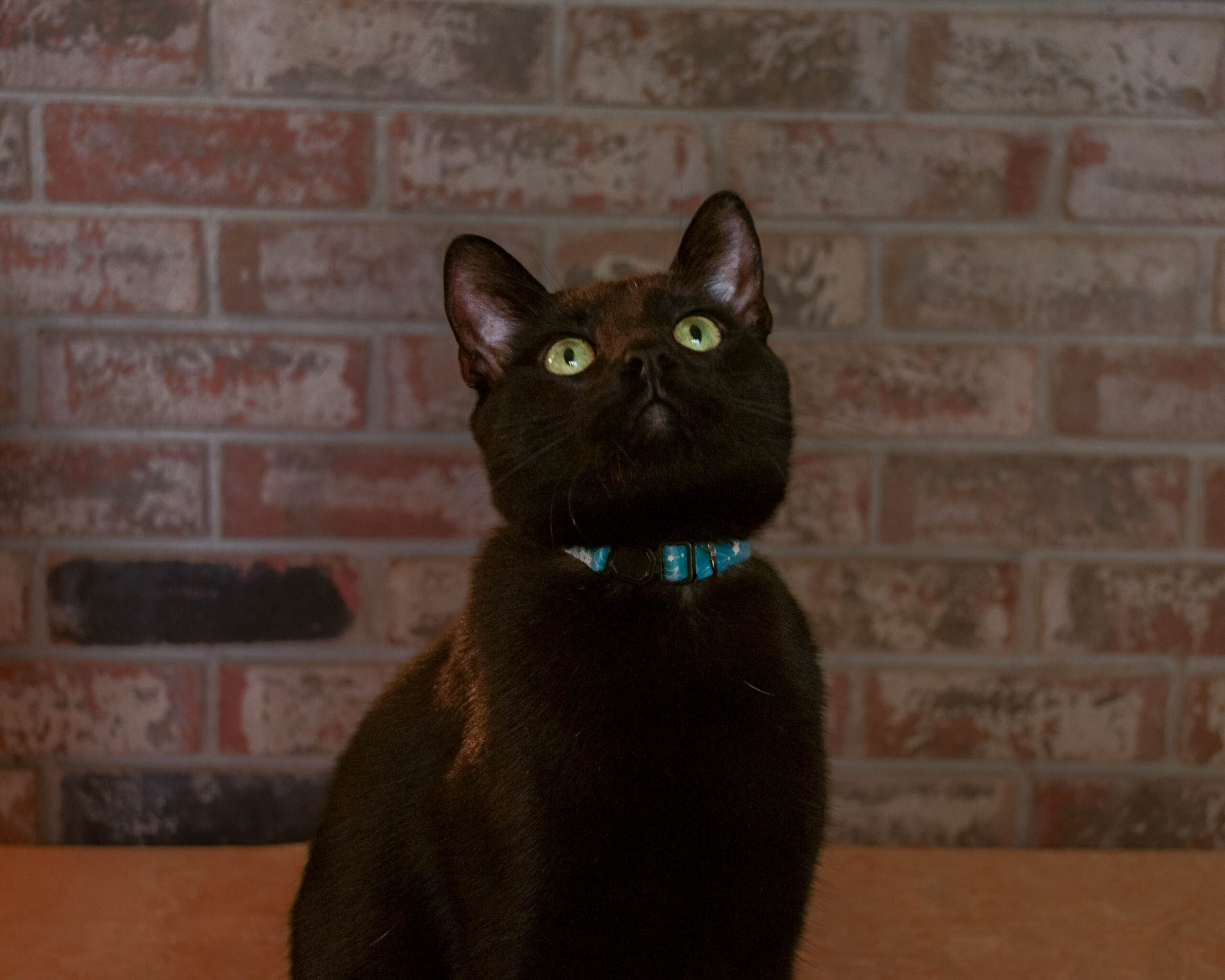 A well-edited photo of a black kitten on a gold platform in front of a brick wall